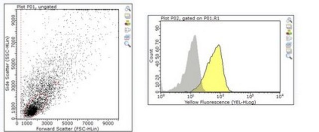 Anti-TNFSF13 (APRIL) Antibody, clone A3D8 clone A3D8, from hamster(Armenian)