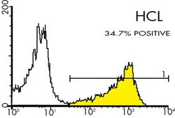 Anti-FMC-7 B-Cell Lymphocyte Marker Antibody, clone FMC-7, FITC conjugated clone FMC-7, Chemicon®, from mouse