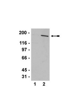 Anti-AS160 (Rab-GAP) Antibody serum, Upstate&#174;