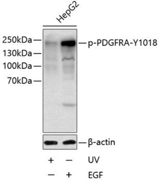 Anti-Phospho-PDGFRA-Y1018 antibody produced in rabbit