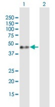 Anti-GAP43 antibody produced in mouse purified immunoglobulin, buffered aqueous solution