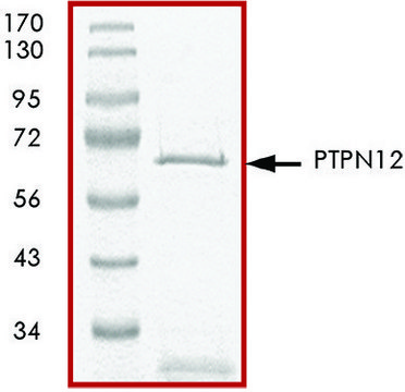 PTPN12 (1-355), active, GST tagged human recombinant, expressed in E. coli, &#8805;70% (SDS-PAGE), buffered aqueous glycerol solution