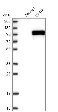 抗-CHPF 兔抗 Prestige Antibodies&#174; Powered by Atlas Antibodies, affinity isolated antibody, buffered aqueous glycerol solution