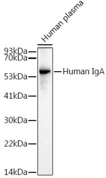 Anti-Human IgA Antibody, clone 10Q6M3, Rabbit Monoclonal