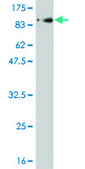 Monoclonal Anti-PLK1 antibody produced in mouse clone 4G11, purified immunoglobulin, buffered aqueous solution