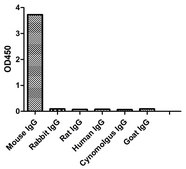 Alpaca Anti-Mouse IgG3(Fcγ) Biotin single domain Antibody recombinant Alpaca(VHH) Nano antibody