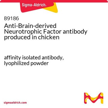 Anti-Brain-derived Neurotrophic Factor antibody produced in chicken affinity isolated antibody, lyophilized powder