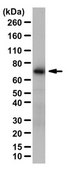Anti-Ku70 Protein Antibody from rabbit