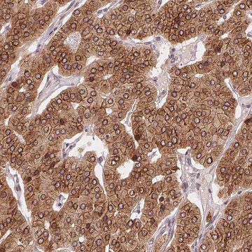 Anti-EI24 antibody produced in rabbit Prestige Antibodies&#174; Powered by Atlas Antibodies, affinity isolated antibody, buffered aqueous glycerol solution