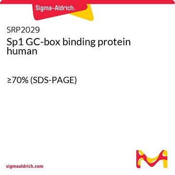 Sp1 GC-box binding protein human &#8805;70% (SDS-PAGE)