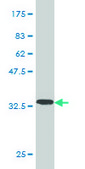 Monoclonal Anti-C11orf30 antibody produced in mouse clone 5D1, purified immunoglobulin, buffered aqueous solution