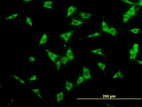 Monoclonal Anti-NCOA4 antibody produced in mouse clone 1B7, purified immunoglobulin, buffered aqueous solution