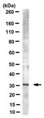 Anti-Bin3 Antibody, clone 3A4 clone 3A4, from mouse