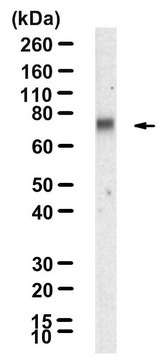 Anti-BMAL1/ARNTL Antibody, clone 1J12 ZooMAb&#174; Rabbit Monoclonal recombinant, expressed in HEK 293 cells