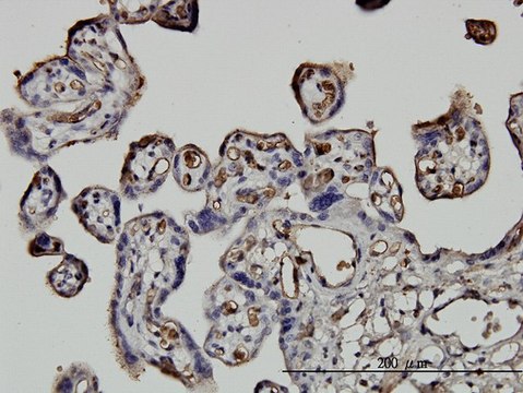 Monoclonal Anti-NEDD1 antibody produced in mouse clone 7D10, purified immunoglobulin, buffered aqueous solution