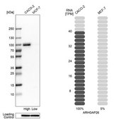 Anti-ARHGAP26 antibody produced in rabbit Prestige Antibodies® Powered by Atlas Antibodies, affinity isolated antibody, buffered aqueous glycerol solution