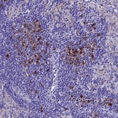 Anti-IGSF6 antibody produced in rabbit Prestige Antibodies® Powered by Atlas Antibodies, affinity isolated antibody, buffered aqueous glycerol solution