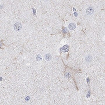 Anti-KCNH8 antibody produced in rabbit Prestige Antibodies&#174; Powered by Atlas Antibodies, affinity isolated antibody, buffered aqueous glycerol solution