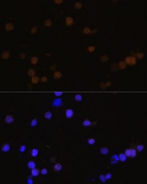 Anti- RB antibody produced in rabbit