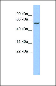 Anti-PPARA, (N-terminal) antibody produced in rabbit affinity isolated antibody