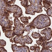 Anti-HIF3A antibody produced in rabbit Prestige Antibodies® Powered by Atlas Antibodies, affinity isolated antibody, buffered aqueous glycerol solution