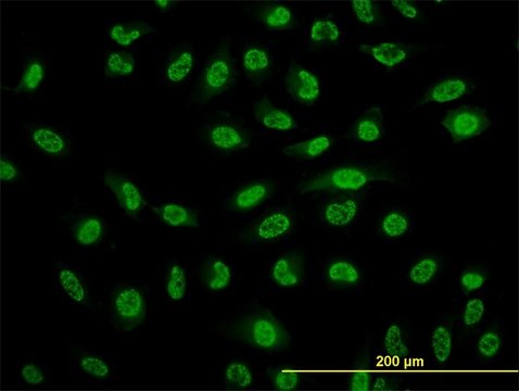 Monoclonal Anti-NFKB1 antibody produced in mouse clone 2E6, purified immunoglobulin, buffered aqueous solution