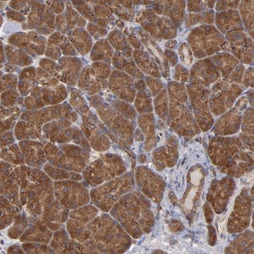 Anti-BDKRB1 antibody produced in rabbit Prestige Antibodies&#174; Powered by Atlas Antibodies, affinity isolated antibody, buffered aqueous glycerol solution