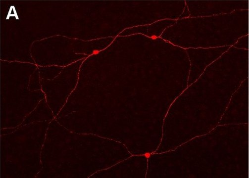 Anti-Connexin 45 Antibody, near CT, cytoplasmic, clone 5B9.2 clone 5B9.2, Chemicon&#174;, from mouse