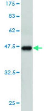 Monoclonal Anti-TCEB3 antibody produced in mouse clone 3E2, purified immunoglobulin, buffered aqueous solution