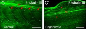 Anti-β-Tubulin III antibody produced in rabbit affinity isolated antibody, buffered aqueous solution