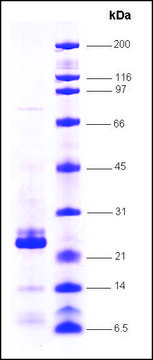 HCV-NS4A/NS3-2a Protease,strain HC-J6 from hepatitis C virus recombinant, expressed in E. coli, &#8805;80% (SDS-PAGE)