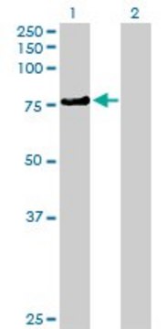 Anti-KLHL4 antibody produced in mouse purified immunoglobulin, buffered aqueous solution