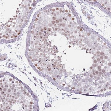 Anti-REXO4 antibody produced in rabbit Prestige Antibodies&#174; Powered by Atlas Antibodies, affinity isolated antibody, buffered aqueous glycerol solution