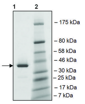 BRDT (22-138) GST tag human recombinant, expressed in E. coli, &#8805;90% (SDS-PAGE)