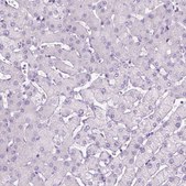 Anti-DNAH11 antibody produced in rabbit Prestige Antibodies® Powered by Atlas Antibodies, affinity isolated antibody