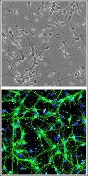 Rat Hindbrain Neurons: RHbN