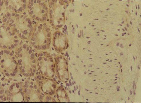 Anti-Integrin &#945;6 Antibody, clone MA6 clone MA6, Chemicon&#174;, from rat