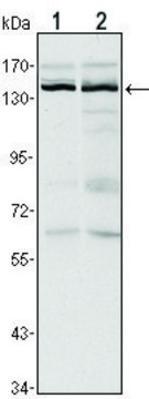 Monoclonal Anti-KDM3A antibody produced in mouse clone 2E1, ascites fluid