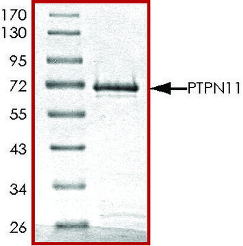 PTPN11 (246-593), active, GST tagged human recombinant, expressed in E. coli, &#8805;70% (SDS-PAGE), buffered aqueous glycerol solution