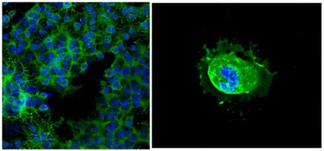 Anti-Galactocerebroside Antibody, clone mGalC, Alexa Fluor&#8482;488 Conjugate clone mGalC, from mouse, ALEXA FLUOR&#8482; 488