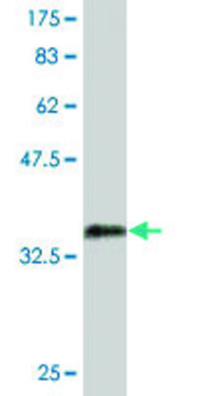 Monoclonal Anti-SP7 antibody produced in mouse clone 1C11, purified immunoglobulin, buffered aqueous solution