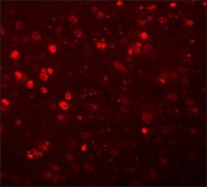 Anti-SYNGR1 antibody produced in rabbit affinity isolated antibody, buffered aqueous solution