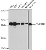 Anti-APEX1/APE1 antibody produced in rabbit