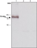Anti-Mucolipin-3 (C-terminal) antibody produced in rabbit ~1.5 mg/mL, affinity isolated antibody, buffered aqueous solution