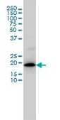 Monoclonal Anti-MRPL12 antibody produced in mouse clone 3B12-1A3, purified immunoglobulin, buffered aqueous solution