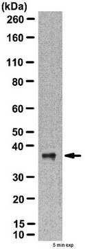 Anti-ATG3 Antibody from rabbit, purified by affinity chromatography