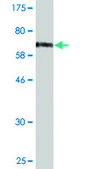 Monoclonal Anti-FOS antibody produced in mouse clone 2D11, purified immunoglobulin, buffered aqueous solution