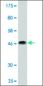 Monoclonal Anti-CD164 antibody produced in mouse clone 3D7, purified immunoglobulin, buffered aqueous solution