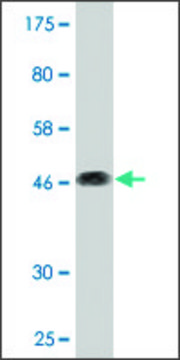 Monoclonal Anti-CD164 antibody produced in mouse clone 3D7, purified immunoglobulin, buffered aqueous solution