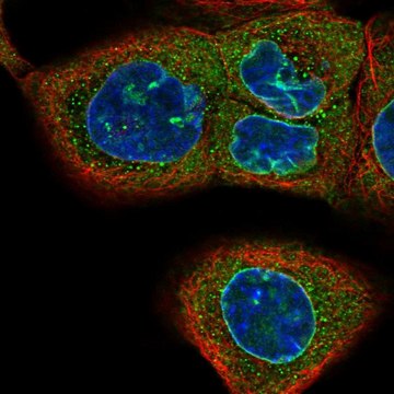 Anti-CASC3 antibody produced in rabbit Prestige Antibodies&#174; Powered by Atlas Antibodies, affinity isolated antibody